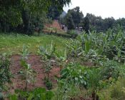 Lote de Terreno - Rio do Ouro - 
